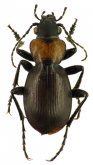 Calosoma (Orinodromus) deckeni (Gersteacker, 1867)