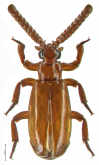 Carabidomemnus (Carabidomemnus) mollicellus C.A. Dohrn, 1880a: 151