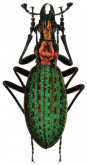 Carabus (Acoptolabrus) constricticollis constricticollis (as grallatorius)