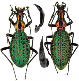 Carabus (Acoptolabrus) constricticollis microcolasellus Rapuzzi, 2015