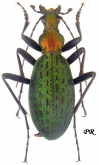 Carabus (Acoptolabrus) constricticollis constricticollis (as grallatorius Roeschke, 1921)