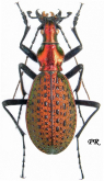 Carabus (Acoptolabrus) constricticollis pihyonensis Deuve & Li, 1998