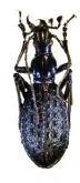 Carabus (Acoptolabrus) constricticollis furumielloides Deuve, 1997