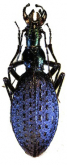 Carabus (Acoptolabrus) constricticollis furumielloides Deuve, 1997