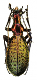 Carabus (Acoptolabrus) constricticollis samjiyonensis Deuve & Li, 2000