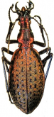 Carabus (Acoptolabrus) constricticollis myohyangensis Deuve & Li, 1998