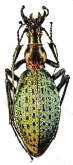 Carabus (Acoptolabrus) constricticollis chonmasanensis Deuve, 1994