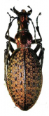 Carabus (Acoptolabrus) constricticollis igniferrimus Deuve & Li, 2003