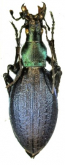 Carabus (Acoptolabrus) gehinii gehinii (as sapporensis Uchida & Tamanuki,1927)