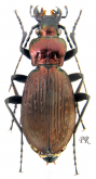 Carabus (s.str.) morphocaraboides zhaojueanus Imura, 1999