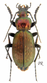 Carabus (s.str.) morphocaraboides zhaojueanus Imura, 1999