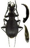 Carabus (Carabus) vigilax rautenstrauchi Rapuzzi, 2018