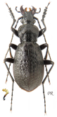 Carabus (Acoptopterus) yunnanus yanyuanicus Cavazzuti, 1996 (? or oblongior ssp.)