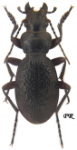 Carabus (Cechenotribax) petri Semenov & Znojko, 1932