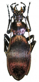 Carabus (Apotomopterus) aeneocupreus Hauser, 1932