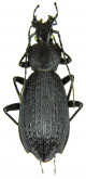 Carabus (Apotomopterus) benardi briseis Rapuzzi, 2018
