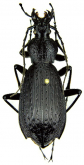 Carabus (Apotomopterus) benardi alterego Rapuzzi, 2020