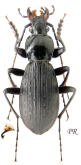 Carabus (Apotomopterus) bousquetellus bousquetellus Deuve, 1998