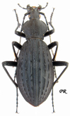 Carabus (Apotomopterus) breuningianus breuningianus Le Moult, 1930