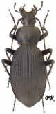 Carabus (Apotomopterus) casaleianus casaleianus Deuve, 1994