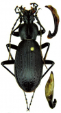 Carabus (Apotomopterus) cyanipennis atripennis Rapuzzi, 2020