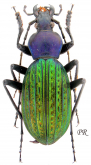 Carabus (Apotomopterus) davidis helmutschuetzei Kleinfeld, 1995