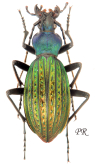 Carabus (Apotomopterus) davidis viridithoracis Kleinfeld & Schütze, 2001 Carabus (Apotomopterus) davidis viridithoracis Kleinfeld & Schütze, 2001