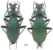 Carabus (Apotomopterus) dechambreianus dechambreianus Deuve & Li, 2000