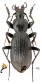 Carabus (Apotomopterus) delavayi parvipes Cavazzuti, 1996