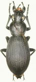 Carabus (Apotomopterus) delavayi tenuimanus Deuve & Imura, 1990