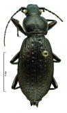 Carabus (Apotomopterus) delavayi delavayi Fairmaire, 1886