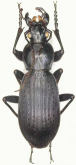 Carabus (Apotomopterus) delavayi tenuimanus Deuve & Imura, 1990