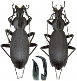 Carabus (Apotomopterus) eccoptopteroides Rapuzzi, 2012
