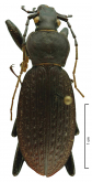 Carabus (Apotomopterus) ichangensis Bates, 1889