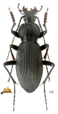 Carabus (Apotomopterus) korellianus Kleinfeld, 2002