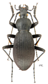 Carabus (Apotomopterus) laoshanicus Imura, 1995