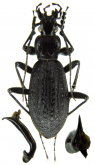 Carabus (Apotomopterus) longeantennatus transjinshaensis Rapuzzi, 2018
