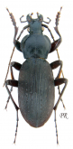 Carabus (Apotomopterus) ludivinae ludivinae Deuve, 1996