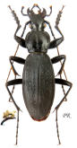 Carabus (Apotomopterus) madefactus Cavazzuti, 1997