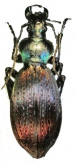 Carabus (Apotomopterus) mecynodes combustus Cavazzuti & Ratti, 1999 