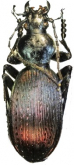 Carabus (Apotomopterus) mecynodes lilianae Cavazzuti, 1997
