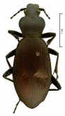 Carabus (Apotomopterus) mecynodes mecynodes Bates, 1890