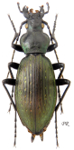 Carabus (Apotomopterus) mecynodes pinchuanensis Imura, 1999