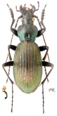 Carabus (Apotomopterus) mecynodes pinchuanensis Imura, 1999