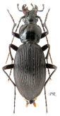 Carabus (Apotomopterus) microtatos lingbaonis Imura, 2019