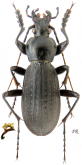 Carabus (Apotomopterus) patroclus apricalis Cavazzuti, 1997