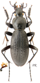 Carabus (Apotomopterus) patroclus patroclus Breuning, 1933