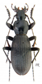 Carabus (Apotomopterus) patroclus vicarius Cavazzuti, 1996