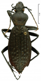 Carabus (Apotomopterus) prattianus prattianus Bates, 1890