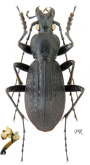 Carabus (Apotomopterus) protenes ascendens Semenov, 1898 